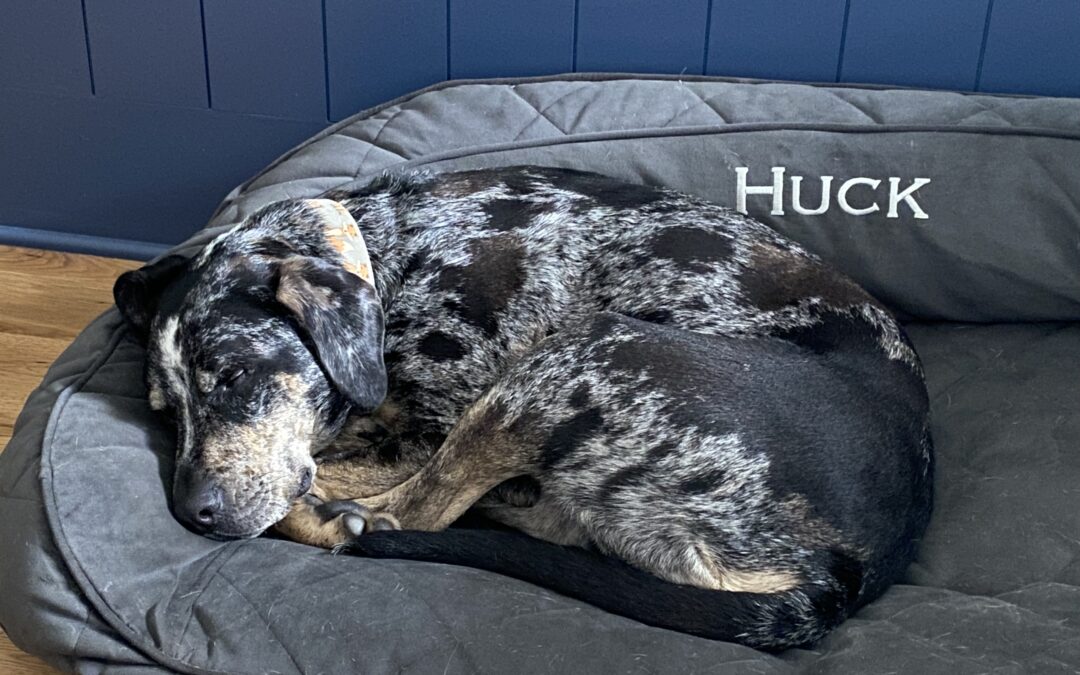 Meet Huck, Urban Building Solutions’ Unofficial Mascot!